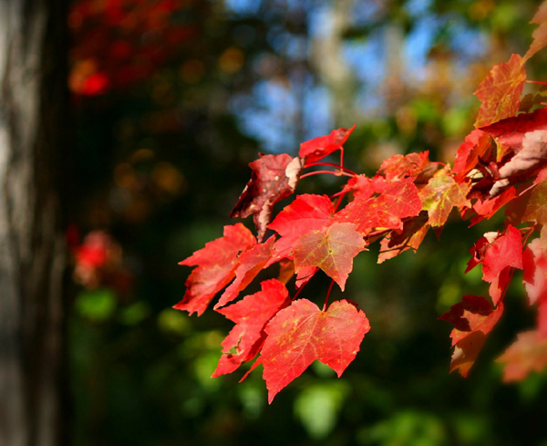 maple-leavessm